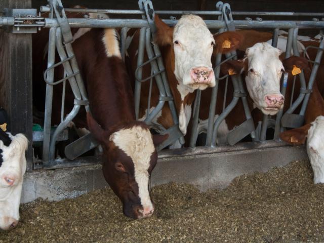 Livestock